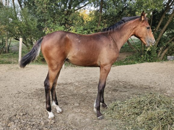 KB Cappy (Kahuna×Higi Linkel)