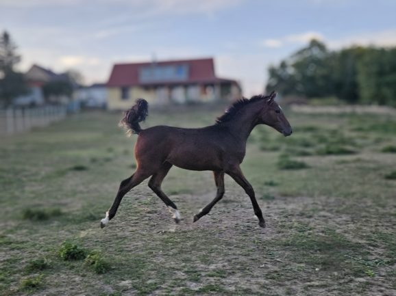 KB Cappy (Kahuna×Higi Linkel)
