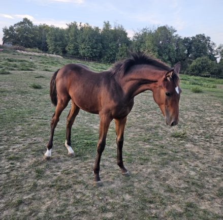 KB Cappy (Kahuna×Higi Linkel)