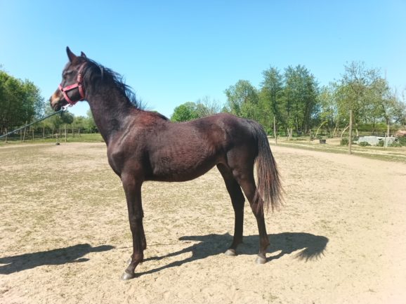 My Fair Lady 
