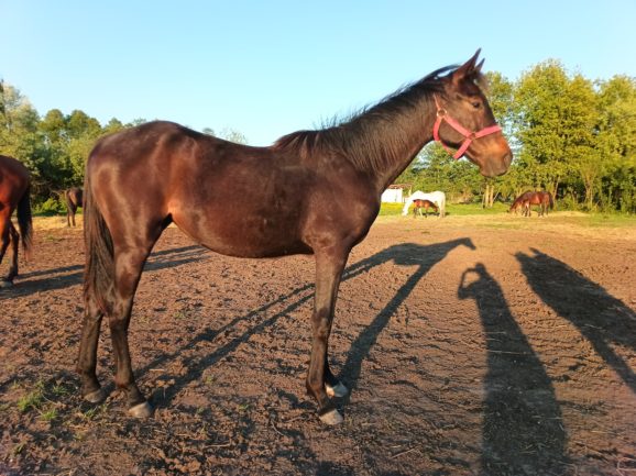 My Fair Lady