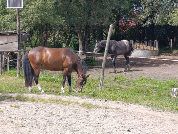 Rangú Rajna Sz