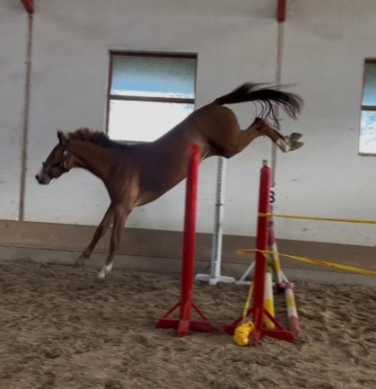  ( New Pleasure/ Diamant de semily / Arezzo Vdl / Zirocco Blue Vdl ) 