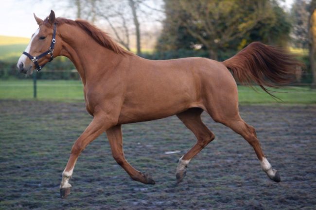  ( New Pleasure/ Diamant de semily / Arezzo Vdl / Zirocco Blue Vdl ) 