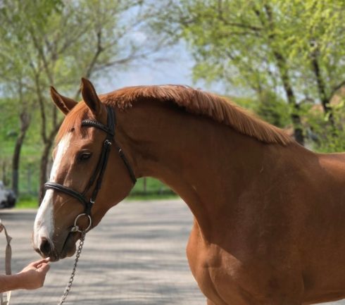  ( New Pleasure/ Diamant de semily / Arezzo Vdl / Zirocco Blue Vdl ) 