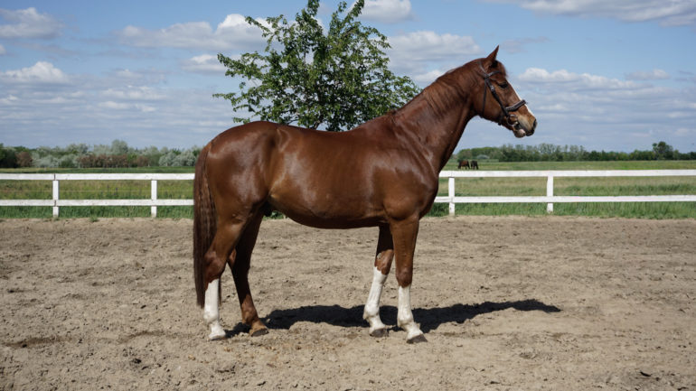 T-Malito Khan F