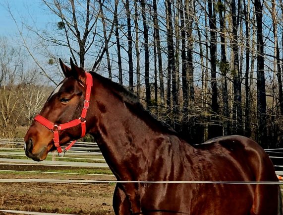 Chacco Nova