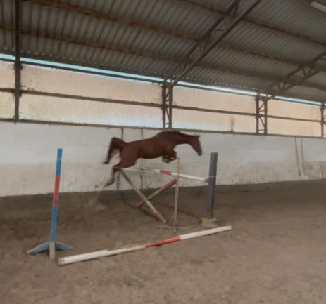 Gidrán-9 Leányka 