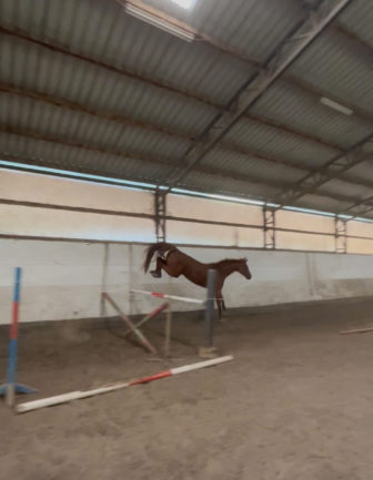 Gidrán-9 Leányka 