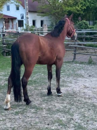 Nózi