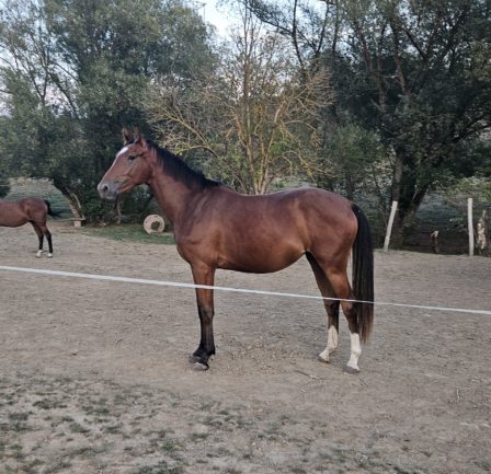 KB Karla (Kahuna × Higi Linkel)