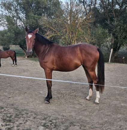 KB Karla (Kahuna × Higi Linkel)