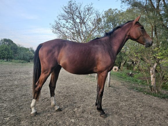 KB Karla (Kahuna × Higi Linkel)