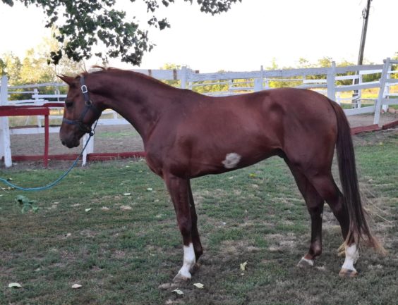 Casid De Reve