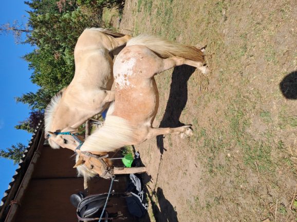 Kiscsillag