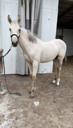 Cora