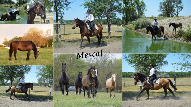 Mescal