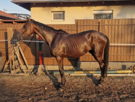 Furioso