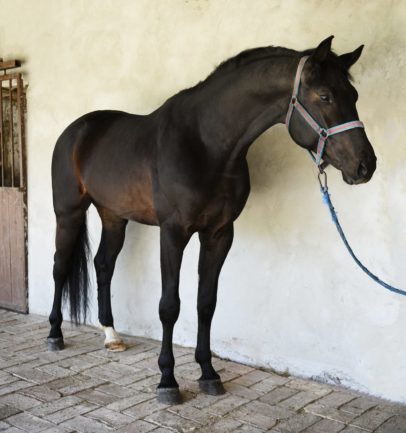 Tm Skydancer