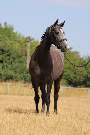 Zafír