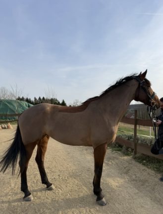 Favorit Calypso