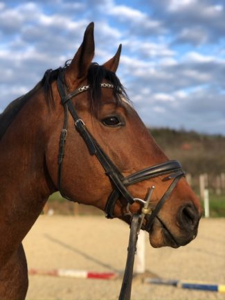Amati Spartacus L