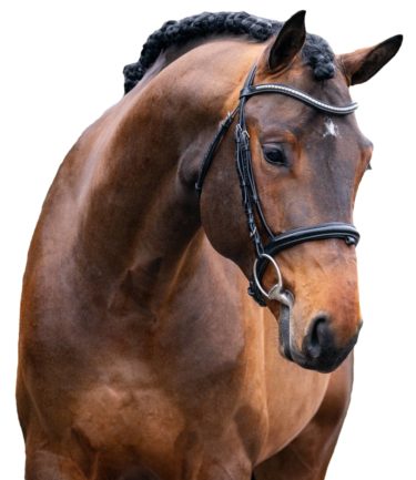 Vitzbold
