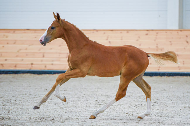 Nazario Z
