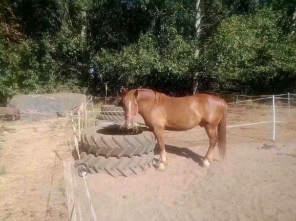Kócos 
