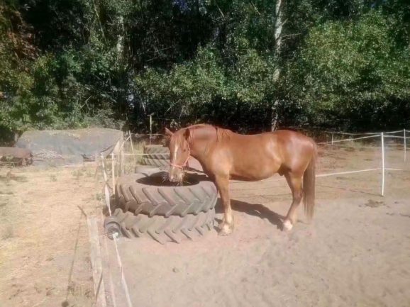 Kócos 