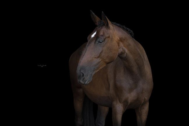 Hippidome
