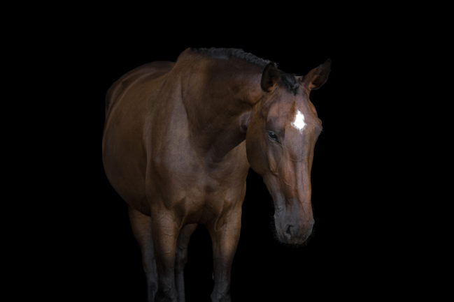Hippidome