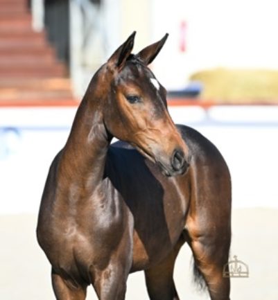 Darouvelle ZD