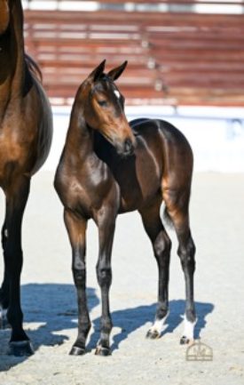 Darouvelle ZD