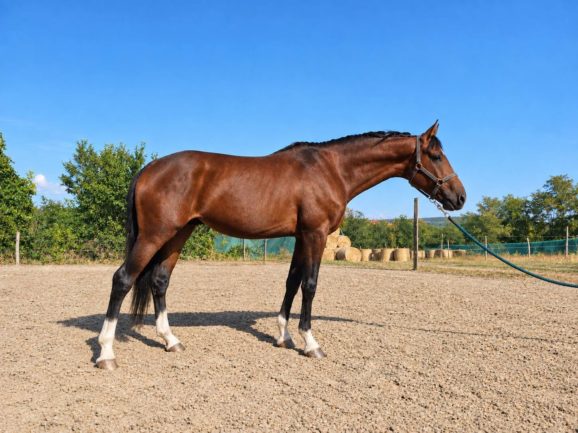 DB Gi Waldroy