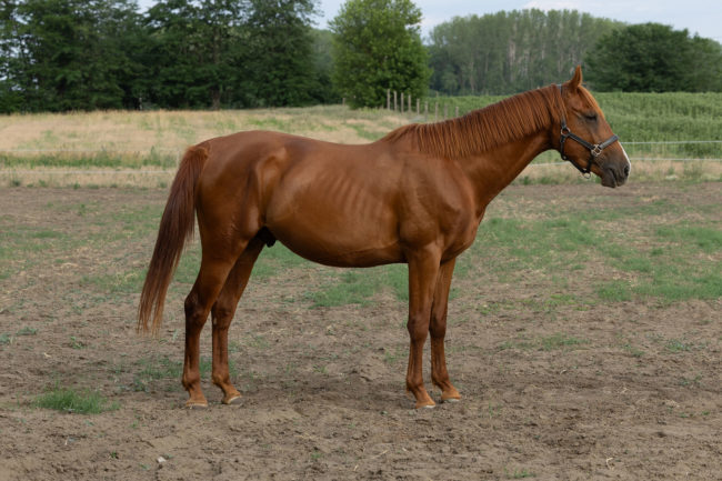 Gidrán-46 (Legény) 