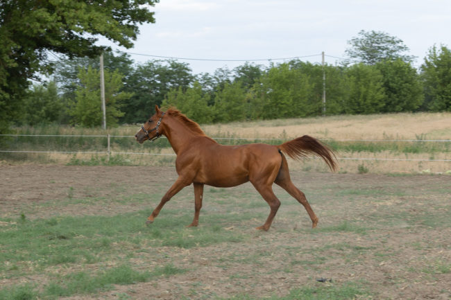 Gidrán-46 (Legény) 