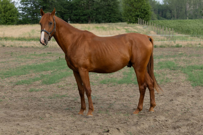 Gidrán-46 (Legény) 