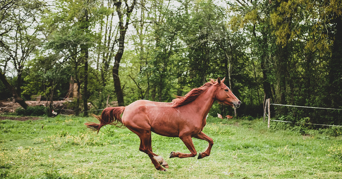 lovak ízületi fájdalmainak kezelésére a lábak ízületeinek betegségei térd artrózis